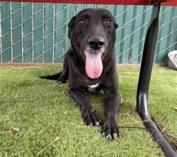 Shelter Stray Female Dog last seen Near BLOCK BASELINE ST, 333 Chandler Pl, San Bernardino, CA 92408, USA