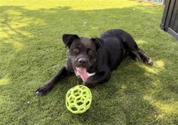 Shelter Stray Male Dog last seen ORANGE X OLEANDER, 333 Chandler Pl, San Bernardino, CA 92408, USA