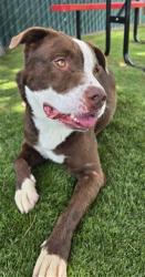 Shelter Stray Male Dog last seen STERLING X DATE PL, 333 Chandler Pl, San Bernardino, CA 92408, USA