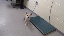 Shelter Stray Male Dog last seen Near BLOCK 31ST ST, DENVER CO 80205, 1241 W Bayaud Ave, Denver, CO 80223, USA