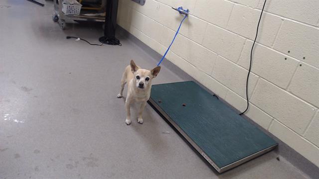 Shelter Stray Male Dog last seen Near BLOCK 31ST ST, DENVER CO 80205, 1241 W Bayaud Ave, Denver, CO 80223, USA