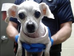 Shelter Stray Female Dog last seen Near BLOCK N CHAMBERS RD, DENVER CO 80239, 1241 W Bayaud Ave, Denver, CO 80223, USA