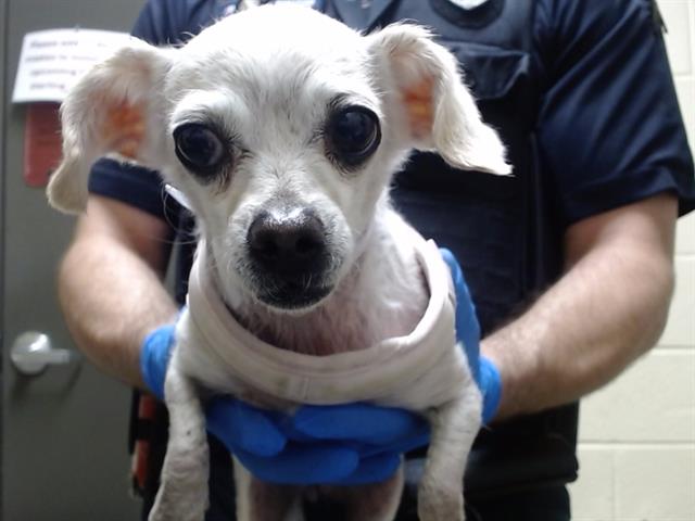 Shelter Stray Female Dog last seen Near BLOCK N CHAMBERS RD, DENVER CO 80239, 1241 W Bayaud Ave, Denver, CO 80223, USA