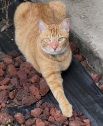 Lost Male Cat last seen N 26th st. And xavier st, McAllen, TX 78504