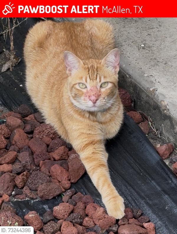 Lost Male Cat last seen N 26th st. And xavier st, McAllen, TX 78504