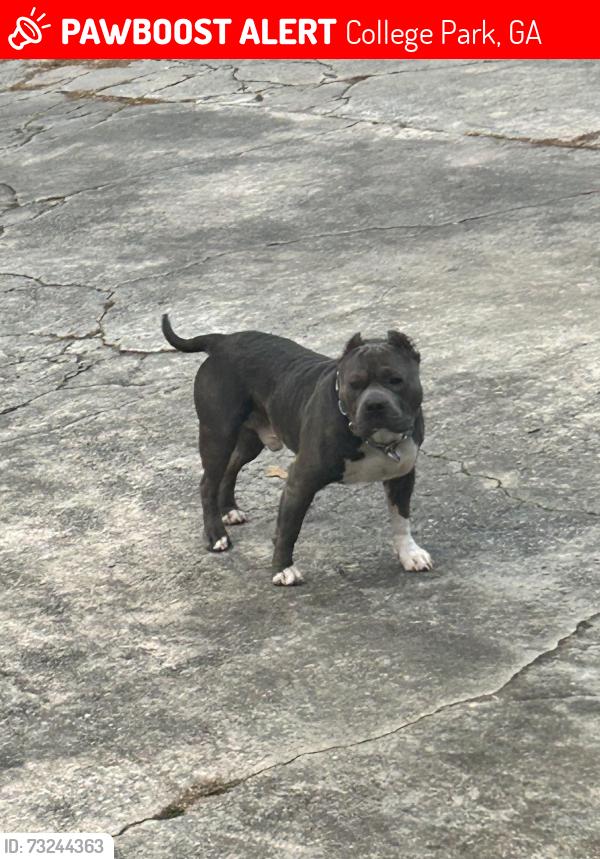 Lost Male Dog last seen rugby, College Park, GA 30337