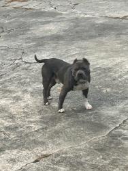 Lost Male Dog last seen rugby, College Park, GA 30337