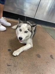 Shelter Stray Female Dog last seen , 14409 Vanowen St, Van Nuys, CA 91405, USA