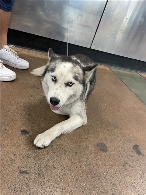 Shelter Stray Female Dog last seen , 14409 Vanowen St, Van Nuys, CA 91405, USA