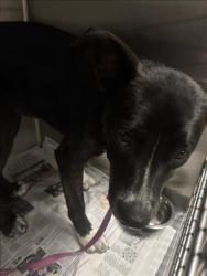 Shelter Stray Female Dog last seen , 14409 Vanowen St, Van Nuys, CA 91405, USA