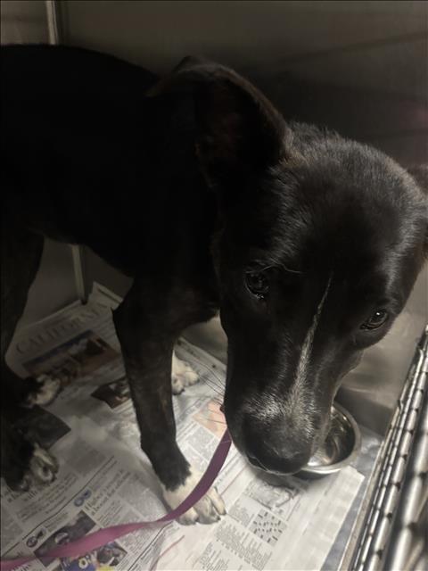 Shelter Stray Female Dog last seen , 14409 Vanowen St, Van Nuys, CA 91405, USA