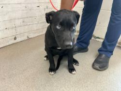 Shelter Stray Female Dog last seen N MOUNT VERNON AVE X BASELINE ST, 333 Chandler Pl, San Bernardino, CA 92408, USA