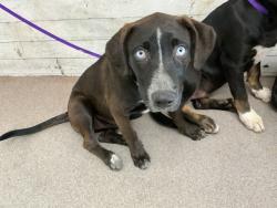 Shelter Stray Female Dog last seen N MOUNT VERNON AVE X BASELINE ST, 333 Chandler Pl, San Bernardino, CA 92408, USA