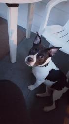 Lost Female Dog last seen Bryson Ave and Rhoads Ave, Columbus, OH 43205