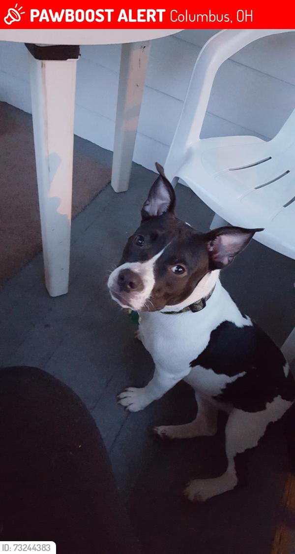 Lost Female Dog last seen Bryson Ave and Rhoads Ave, Columbus, OH 43205
