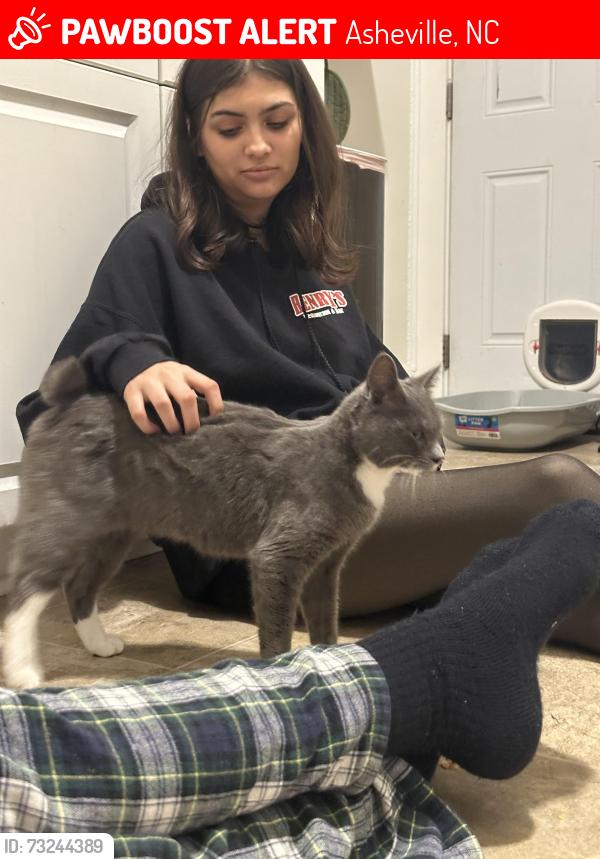 Lost Female Cat last seen woods s, Asheville, NC 28801