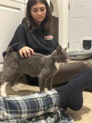 Lost Female Cat last seen woods s, Asheville, NC 28801