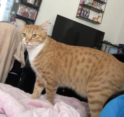 Reunited Male Cat last seen Laramie Ave & Bassett St, Los Angeles, CA 91306