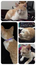 Reunited Male Cat last seen Innes Park Pl, Texas 77494, Katy, TX 77494