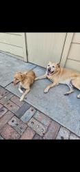 Reunited Male Dog last seen N Pershing Ave, Stockton, CA, USA, Stockton, CA 95207
