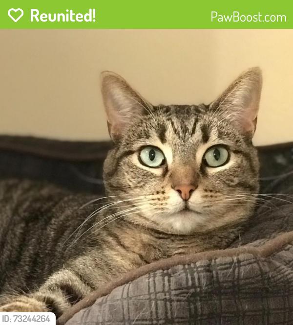 Reunited Female Cat last seen Mast & Halberns Blvd, Santee, CA 92071