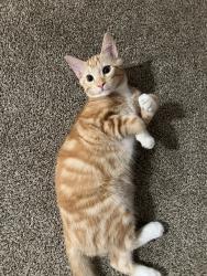 Lost Male Cat last seen Crooked lake, Minneapolis, MN 55448