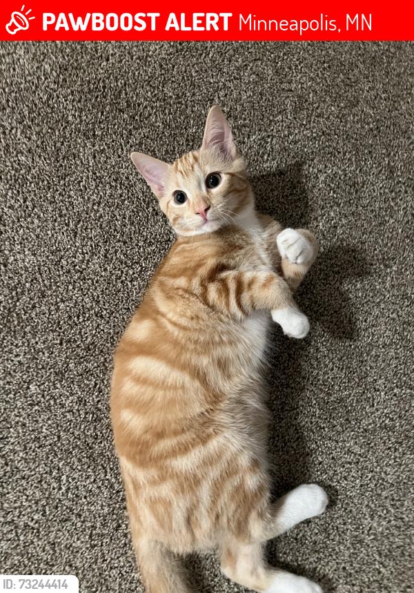 Lost Male Cat last seen Crooked lake, Minneapolis, MN 55448