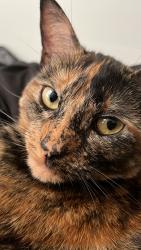 Lost Female Cat last seen Mulholland Hwy and Cold Canyon Rd, Los Angeles County, CA 91302