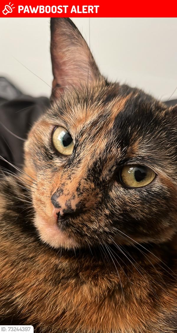 Lost Female Cat last seen Mulholland Hwy and Cold Canyon Rd, Los Angeles County, CA 91302