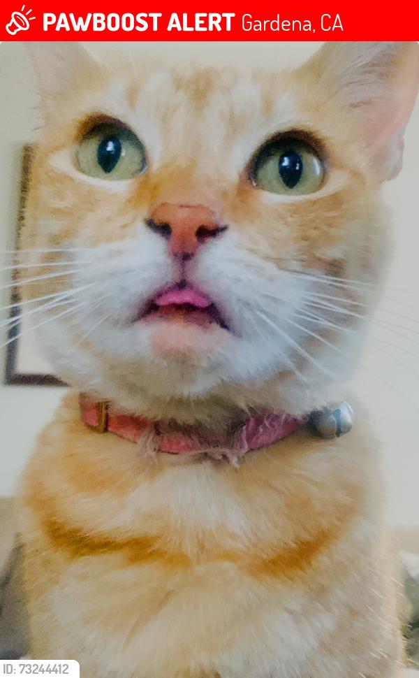 Lost Female Cat last seen Vermont/ 133rd, Gardena, CA 90247
