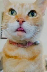 Lost Female Cat last seen Vermont/ 133rd, Gardena, CA 90247