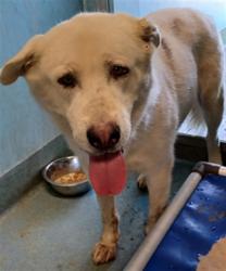 Shelter Stray Male Dog last seen , 4275 Elton St, Baldwin Park, CA 91706, USA
