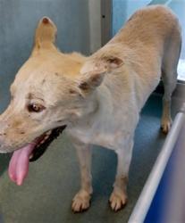 Shelter Stray Female Dog last seen , 4275 Elton St, Baldwin Park, CA 91706, USA