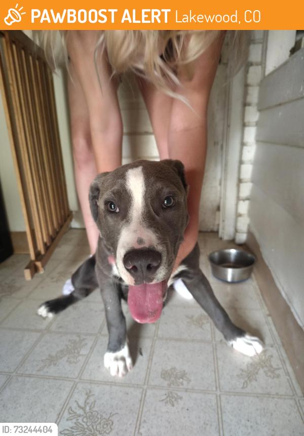 Found/Stray Male Dog last seen 13th and Carr Lakewood Colorado, Lakewood, CO 80215