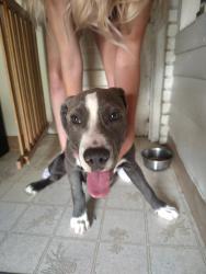 Found/Stray Male Dog last seen 13th and Carr Lakewood Colorado, Lakewood, CO 80215
