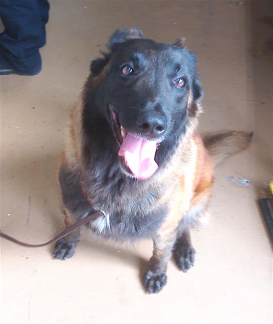 Shelter Stray Female Dog last seen Near BLOCK RANGER RD, 130 Beyer Way, Chula Vista, CA 91911, USA