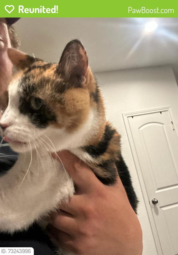 Reunited Female Cat last seen Violet Ridge Road Jasmine Heights Subdivision, Harris County, TX 77449