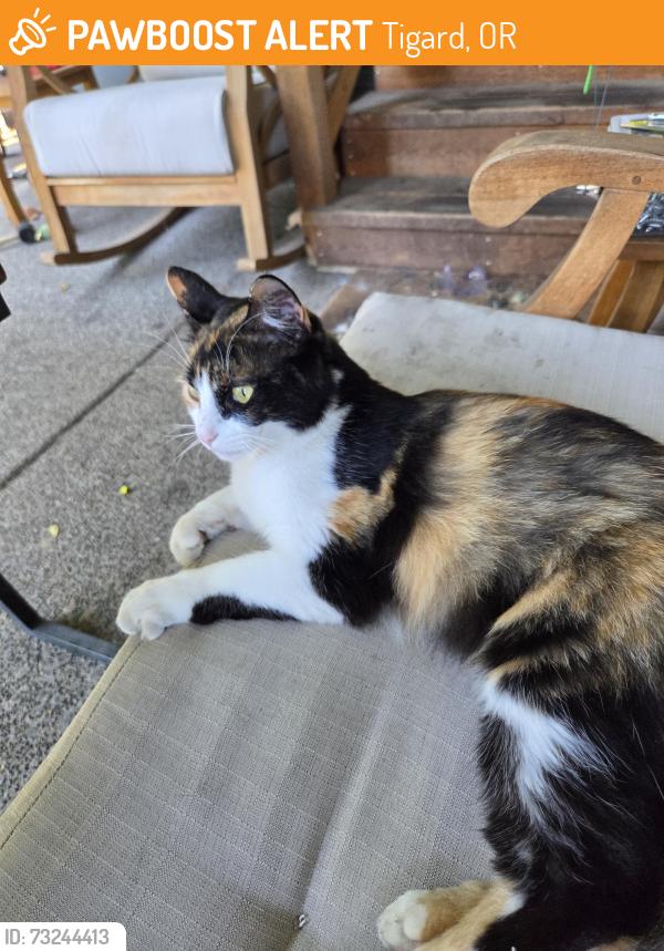 Found/Stray Female Cat last seen Bonaventure, Tigard, OR 97224