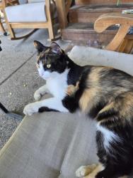 Found/Stray Female Cat last seen Bonaventure, Tigard, OR 97224