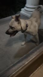 Found/Stray Unknown Dog last seen Near W Franklin Ave S, Minneapolis, MN 55405