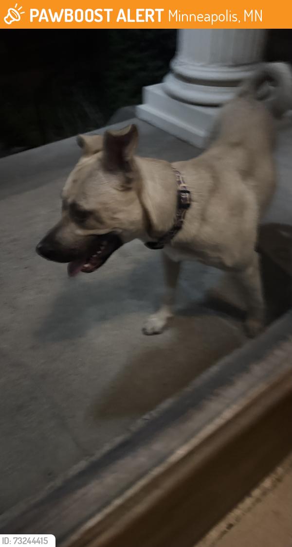 Found/Stray Unknown Dog last seen Near W Franklin Ave S, Minneapolis, MN 55405