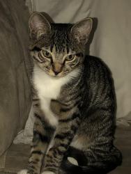 Lost Female Cat last seen 121st, Portland, OR 97223