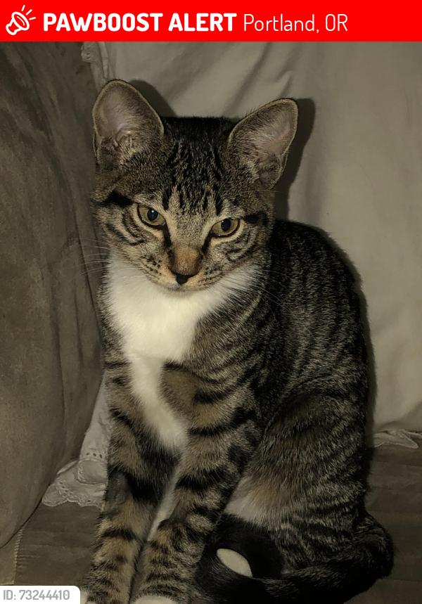 Lost Female Cat last seen 121st, Portland, OR 97223
