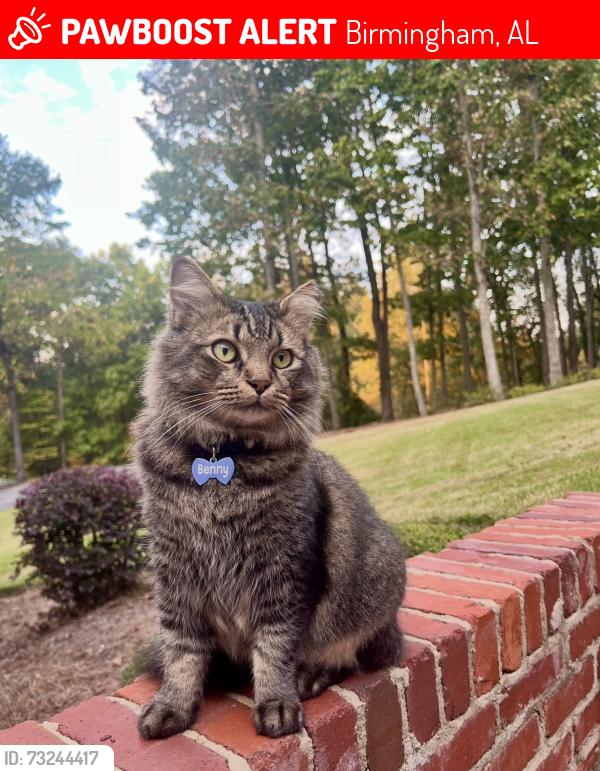 Lost Male Cat last seen Dunnavant Valley Road, Birmingham, AL 35242