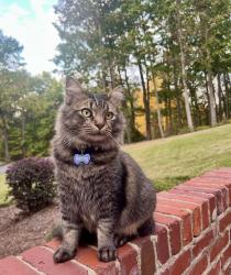 Lost Male Cat last seen Dunnavant Valley Road, Birmingham, AL 35242