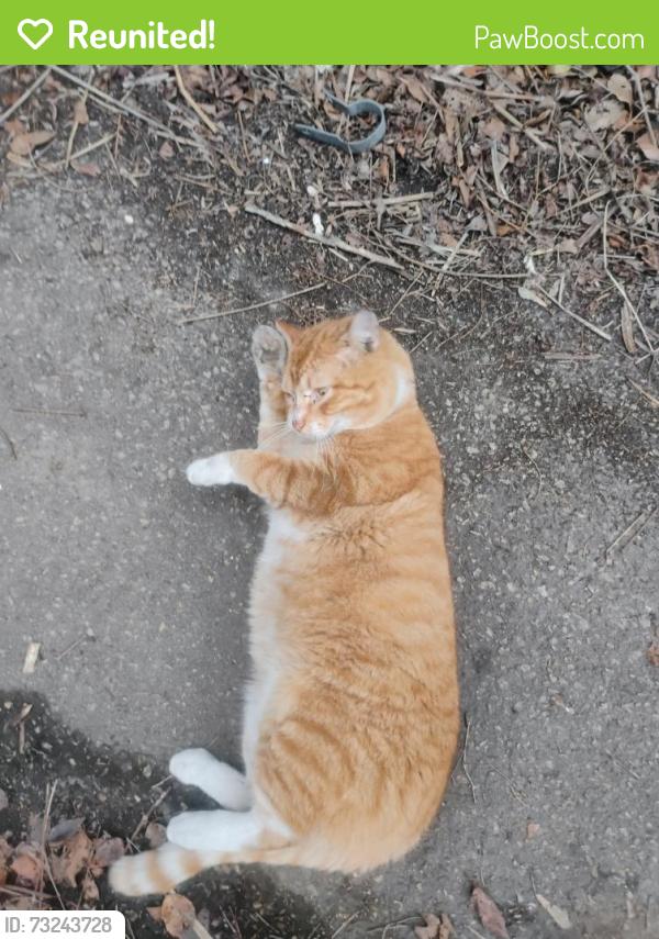 Reunited Male Cat last seen Near Washington Blvd, Baltimore, MD 21230, USA, Baltimore, MD 21230