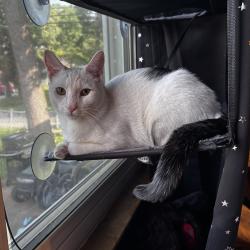 Lost Male Cat last seen Rivera Beach, Pasadena, MD 21122