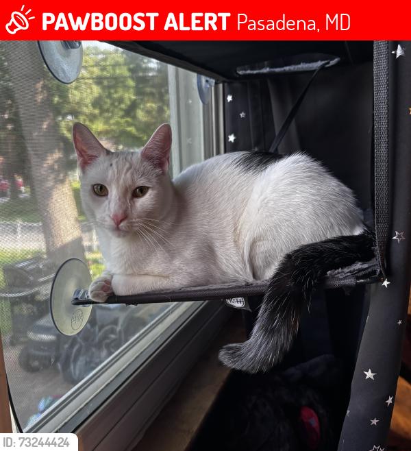 Lost Male Cat last seen Rivera Beach, Pasadena, MD 21122