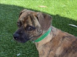 Shelter Stray Male Dog last seen , 1850 W 60th St, Los Angeles, CA 90047, USA