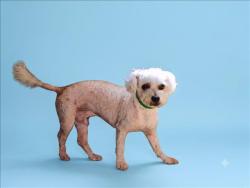 Shelter Stray Male Dog last seen , 1850 W 60th St, Los Angeles, CA 90047, USA